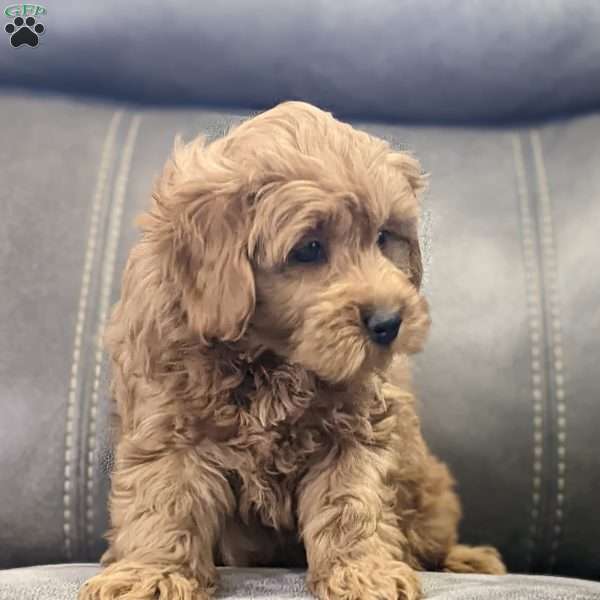 Beau, Mini Goldendoodle Puppy